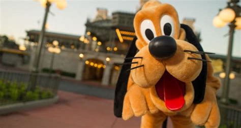 Fun Facts About Disney's Pluto • DisneyTips.com