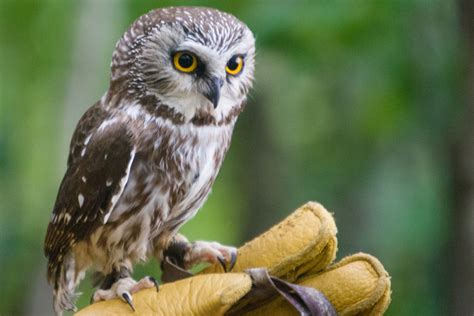 Saw-whet Owl Migration Monitoring Program #5 [in French] | Morgan ...