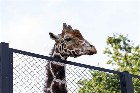 Giraffe Portrait. Giraffe Inside the Cage Stock Photo - Image of cute ...