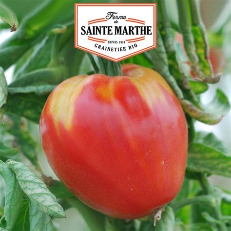 La Ferme Sainte Marthe Graines Tomate Coeur De Boeuf