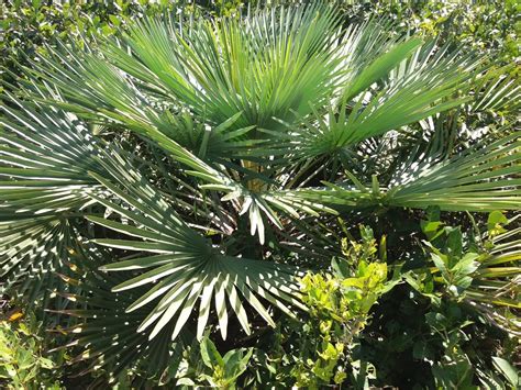 Carnauba Palms And Candelilla Shrubs Plants And Their Wax Owlcation