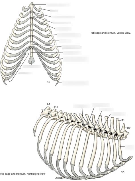 Ribs And Sternum Diagram Quizlet