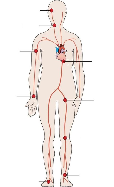 Pulse Points Diagram Diagram Quizlet