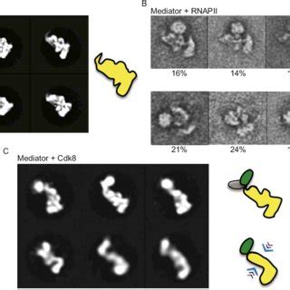 Functional Interaction Of Mediator With Rnapii And Cdk Module A