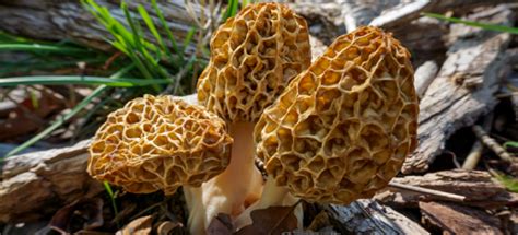 Gathering Morel Mushroom Spores to Grow | DoItYourself.com