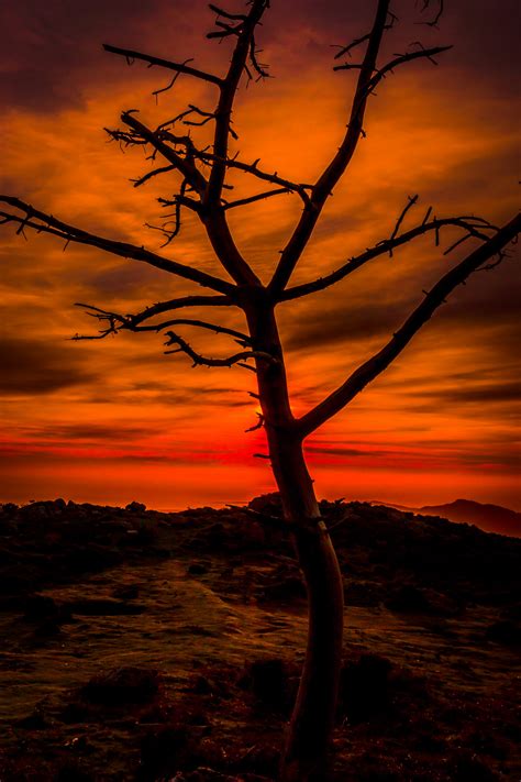 Free Images Landscape Sea Tree Nature Horizon Branch Silhouette