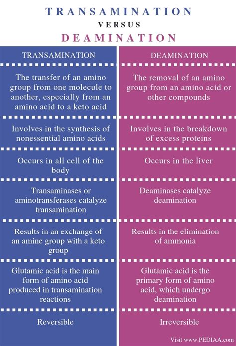 What Is The Difference Between Transamination And Deamination Pediaacom