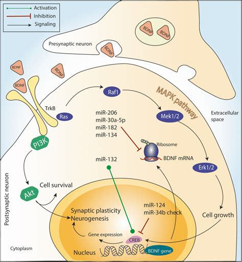 General Illustration Binding Of Bdnf To Trkb Receptors Initiates The