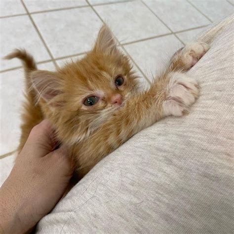 Twin Kittens So Thrilled To Have Comfy Place To Stay They Thrive Into