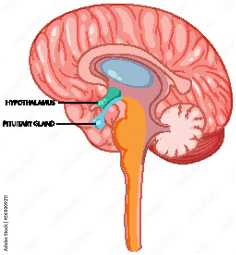 brain hypothalamus  pituitary gland vector stock vector adobe stock