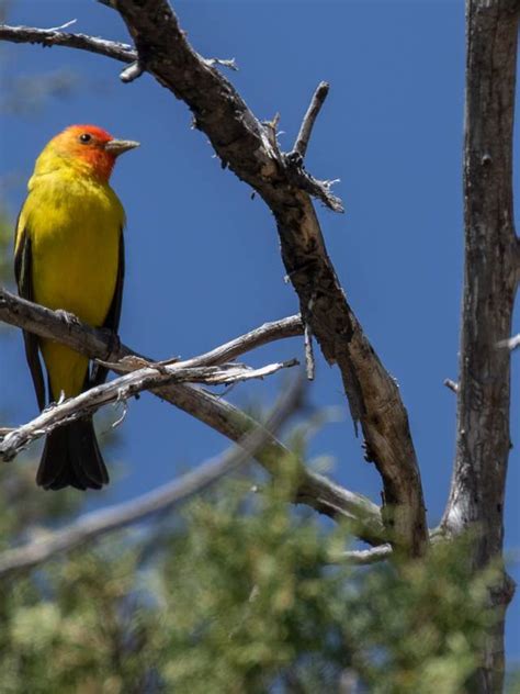 Birding in New Mexico - New Mexico Tourism - Travel & Vacation Guide