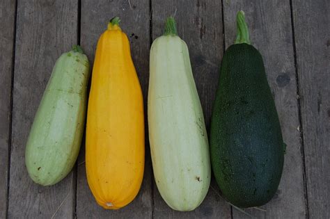 20 Different Types Of Zucchini