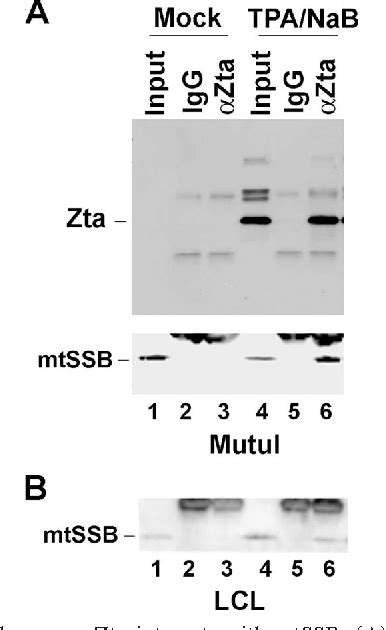 Figure 2 From Inhibit Mitochondrial Dna Replication Dna Binding Protein