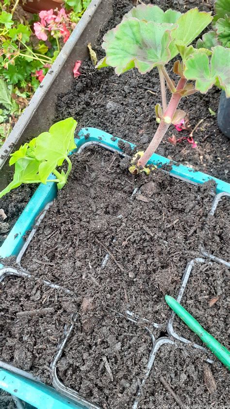 Propagating geraniums / Propagation de géraniums - La Rabine Jardin