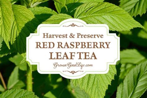 Red Raspberry Leaf Tea Has Been Used For Centuries As A Natural Remedy