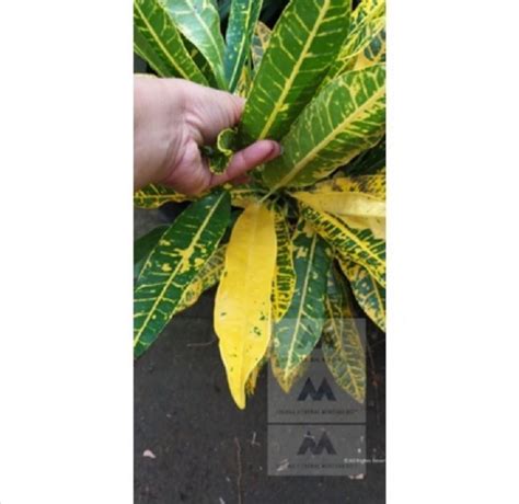 Yellow Petra Croton Codiaeum Variegatum Live Plant Furniture Home