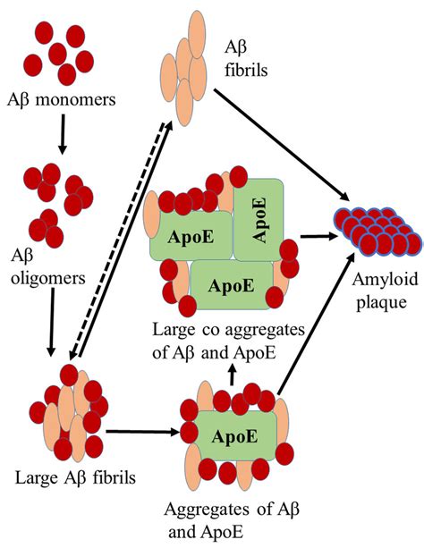 Apoe And Aβ Plaque Formation Download Scientific Diagram