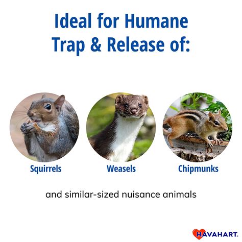 Snapklik.com : Havahart 1026 Small 1-Door Humane Live Catch And Release