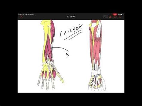 M Sculos Del Compartimiento Posterior Del Antebrazo Articulaci N