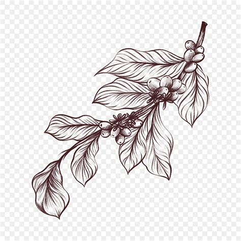 Coffee Leaf Png Vector Psd And Clipart With Transparent Background