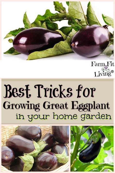 Best Tricks For Growing Great Eggplant In Your Home Garden Vegetable Garden Planner Gardening