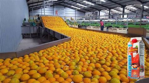 How Orange Juice Is Made In The Factory Production Of Citrus Youtube