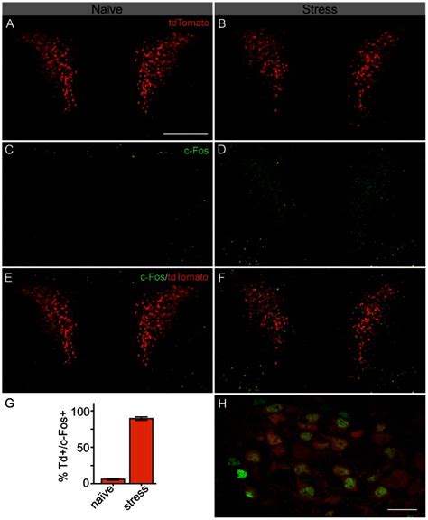 A B tdTomato expression in the PVN of naïve Crh IRES Cre Ai14 mice