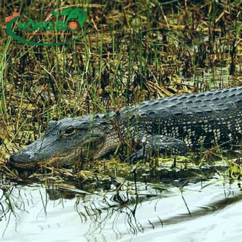 ca sau de trung hay de  nhung ung dung cua da ca sau