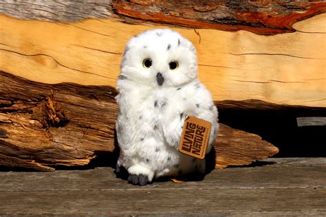 Snowy Owl Plush Toy – Raptor Refuge Inc.