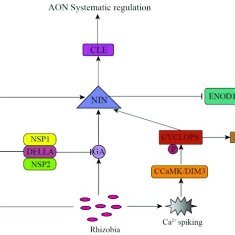 Phytohormones And The Transcription Factor Nin Mediate The Rhizobium Download Scientific