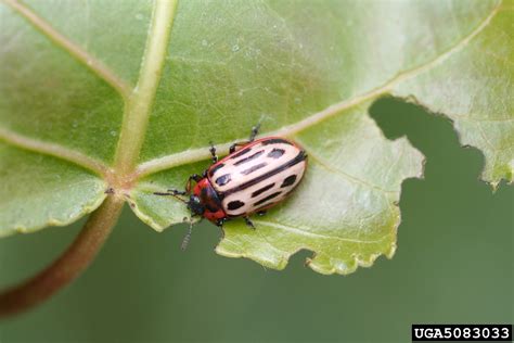 Cottonwood Leaf Beetle Chrysomela Scripta