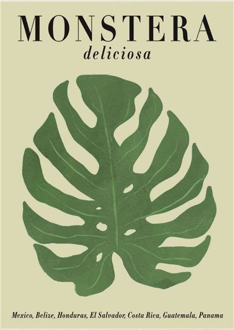 The Front Cover Of Monstera Deliciasa