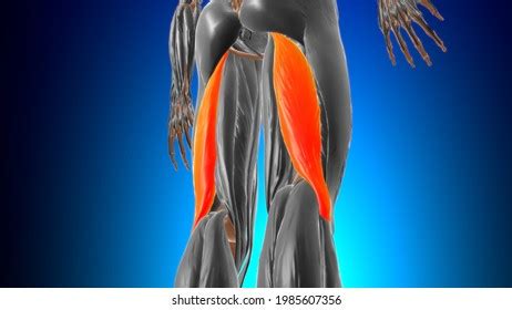 Biceps Femoris Long Head Muscle Anatomy Stock Illustration 2100509539 ...