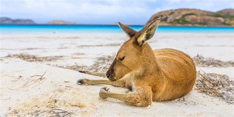 Camping Lucky Bay Esperance: Your Guide to Lucky Bay | Summerstar