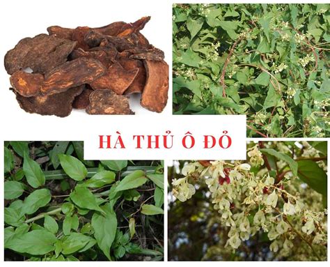 Hà thủ ô đỏ và trắng khác nhau thế nào? Cách phân biệt chi tiết, tránh ...