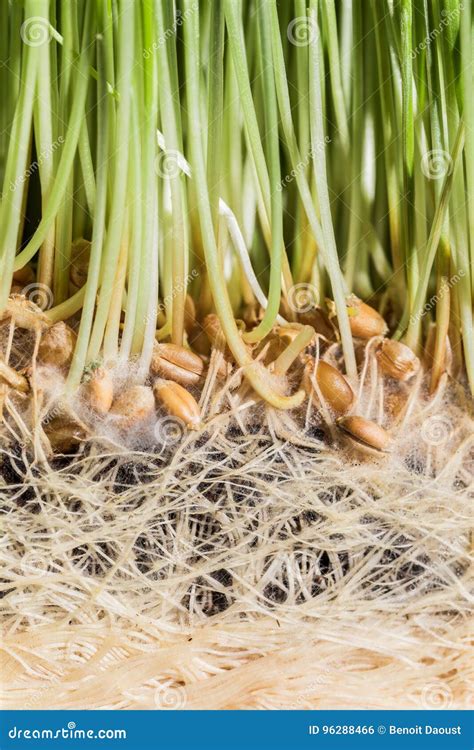 Wheatgrass Details Of The Roots Seeds And Healthy Mature Sprout Stock