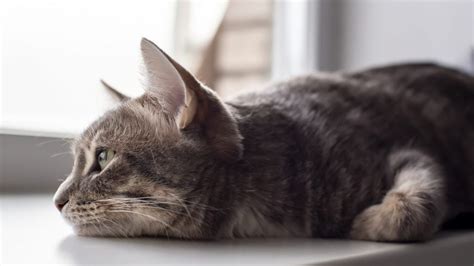 Is My Cat Depressed 10 Signs Of An Unhappy Cat