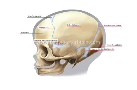 Mensch Anatomie Skelett Sch Del Eines Kleinkindes Bild