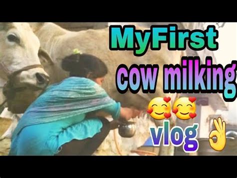 Cow Milking Hand Girl Milking Cow Buffalo Milking Letest