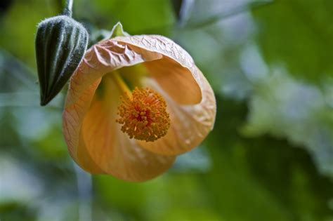 Abutilon Planter Et Cultiver Ooreka