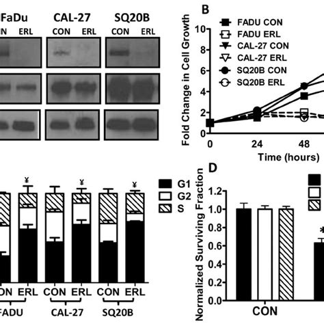 Effect Of Erlotinib Erl On Egfr Expression Cell Growth And