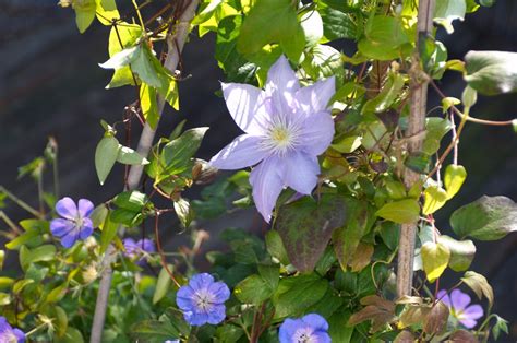 Clematis Snoeien Stekken En Verzorgen Gardeners World