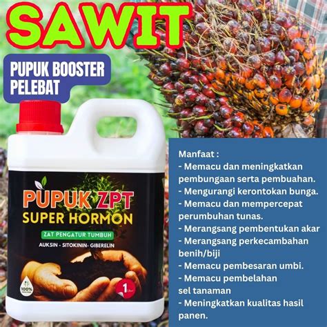 Pupuk Sawit Baru Tanam Umur Bulan Pelebat Booster Buah Kelapa Sawit