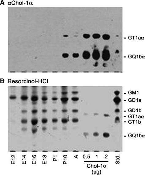 Expression Of Gq Ba In Developing Mouse Brain Gangliosides Isolated