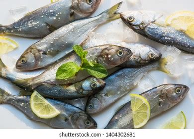 3 451 Bluefish Royalty Free Images Stock Photos Pictures Shutterstock