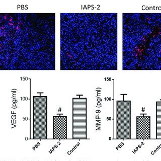 Iaps Treatment Markedly Retarded Tumor Growth Mixed Tumor Cells With