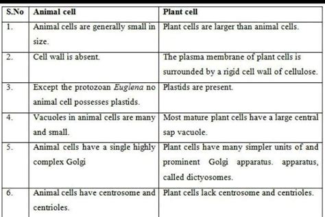 Difference Between Plant Cell And Animal Cell In A Table