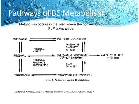 Ppt Vitamin B 6 Powerpoint Presentation Free Download Id 1438252