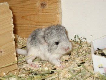 How To Handle A Chinchilla Mom And Chinchilla Baby (Kit) - Chinchilla Stuff