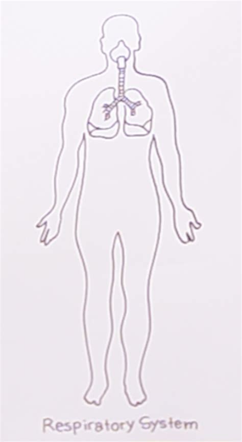 Respiratory System Drawing